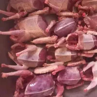 کبوتر