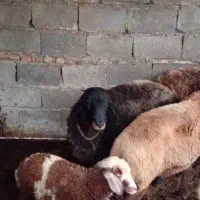 قوچ مناسب برای گله