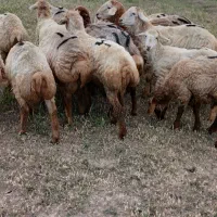 قوچ و توغلی و گوسفند جوان