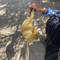 عسل وحشی