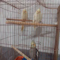 سه عدد عروس دونه ای  نرو ماده