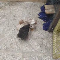 جوجه کاکلی سه ماهه