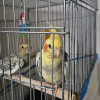 عروس هلندی مولد جفت