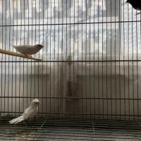 چهار عدد فنچ بنگالی نر مست مست