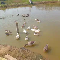 فروش ۱۶ عدد غاز سالم