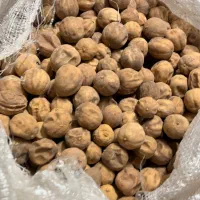 لیمو‌ عمانی(درشت و آسیابی)