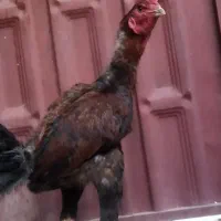 خروس