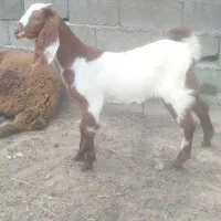 دوعدد بزغاله شیر مست خوراک خور