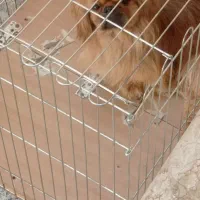 سک پاکوتاه