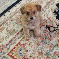 توله سگ های زیبا