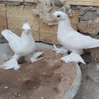کبوتر|پرنده|تبریز, |دیوار