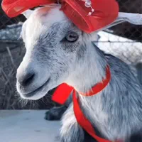 وزن دقیق باسکول دیجیتالی به شرط انواع دام|حیوانات مزرعه|تهران, پاسداران|دیوار