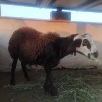 بره  نر سرک دار بهترین نژاد