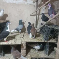 کفتر شهرستانی