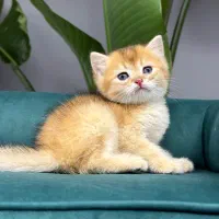 بریتیش گربه های گلد