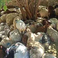 /کیانهشر وافسریه زنده  پروار شده