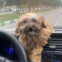 طوله شیتزو عروسکی ۳ ماهه