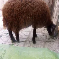 بره ماده