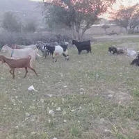 بز داشتی