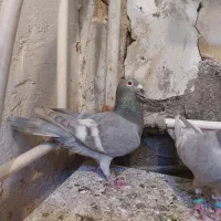 سبز یا الماسی ترکه سفید