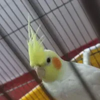 عروس هلندی نر اوتینو