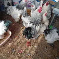 خروس برهما لایت