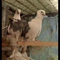 کفتر سهره قناری