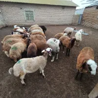 فروش توقلی چاق قربانی