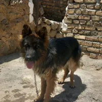 سگ ژرمن شپرد