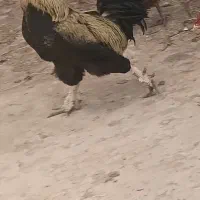مرغ خروس