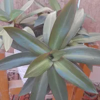 گل وگلدون|گل و گیاه طبیعی|شیروان (خراسان), |دیوار