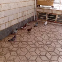 یهودی