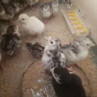جوجه بوقلمون جوجه مرغ آمریکایی