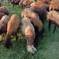 فروش گله‌ی گوسفند