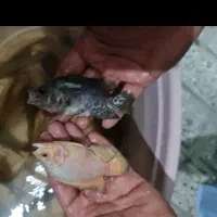 اسکار پرت پلار  آنجل