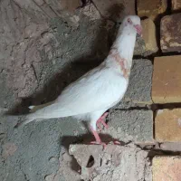 هفت رنگ یهودی