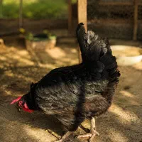 مرغ سیاه تزئینی رسمی نژاددار