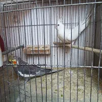 عروس هلندی جفت ..نژاد اصلی