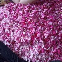 گل محمدی