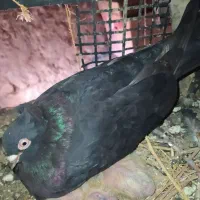 کبوتر|پرنده|دهدشت, |دیوار