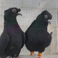 نر و ماده سیاه دم سفید