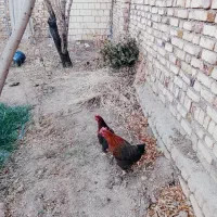 مرغ محلی درشت سهره