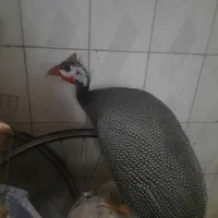 مرغ شاخدار