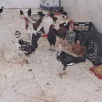 فروش انواع خروس کردی
