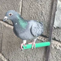 کفتر پلاکی ماده
