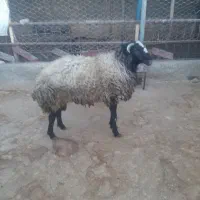 قوچ دورگه جوان