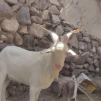 چبش وبزسانن
