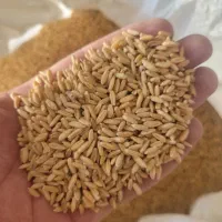 خریدار گندم دیم به صورت نقد