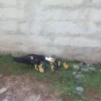 بچه اردک اسراعیلی