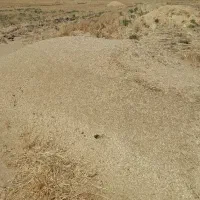 کاه نخود تمیز